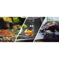 Cunzo Mini Paludarium với Đèn và Bộ Sưởi
