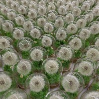 Preserved Dandelion Glass Dome LED Night Light