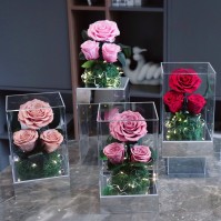 Preserved Rose Trio LED Display under Acrylic Dome, 5 Colors