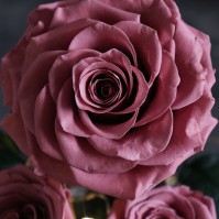 Preserved Rose Trio LED Display under Acrylic Dome, 5 Colors