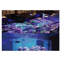 Maxspect Éclairage d'aquarium récifal Ethereal E5-130W et contrôleur ICV6