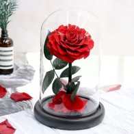 Preserved Rose Glass Dome Gift Box