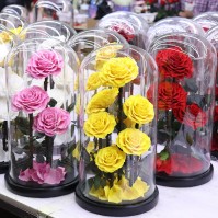 Cunzo Mini Paludarium với Đèn và Bộ Sưởi