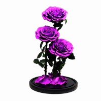 Cunzo Mini Paludarium với Đèn và Bộ Sưởi